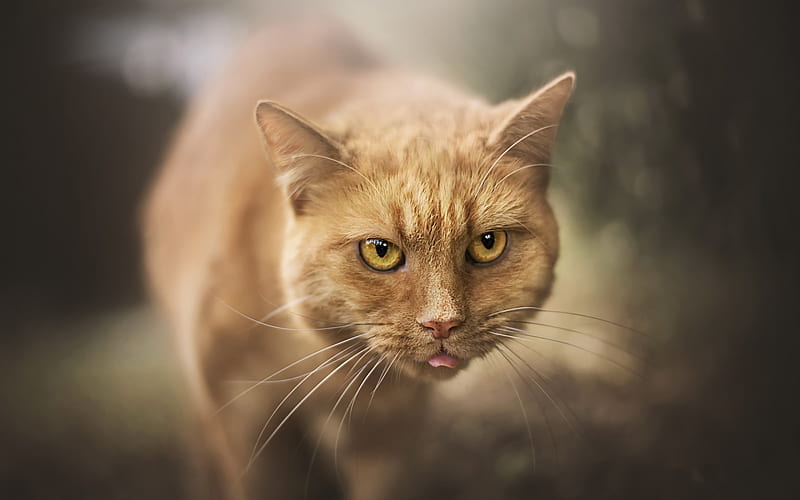 ginger cat, short hair large cat, forest, blur, pets, cats, HD wallpaper