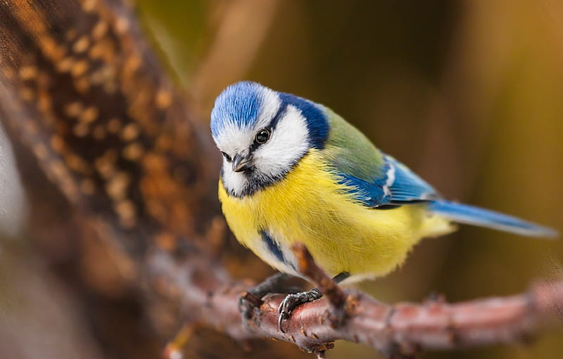 Tit, yellow, birds, blue, HD wallpaper