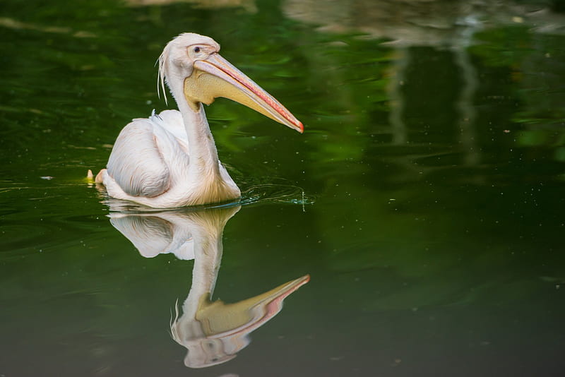 White Pelican, Pelicans, Large Beaks, White, Animals, Birds, HD wallpaper