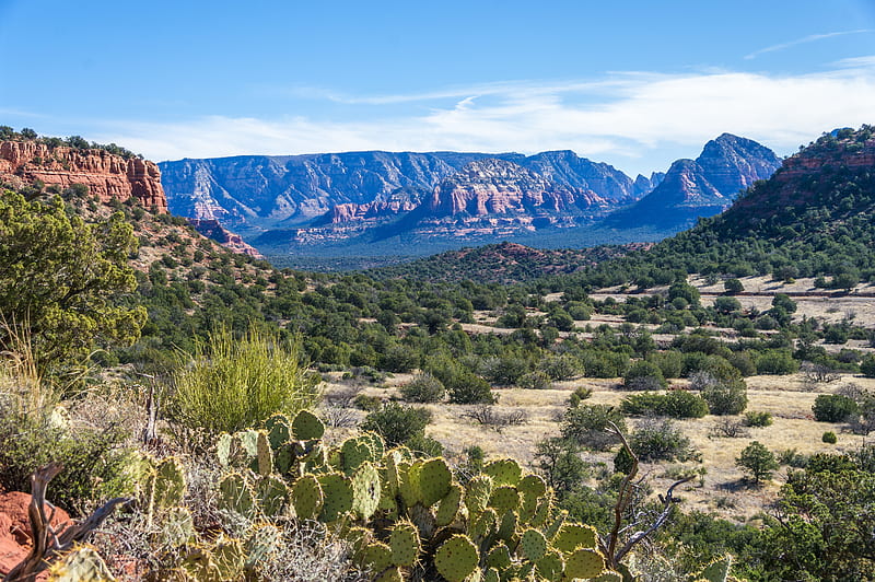 canyon, prairie, cacti, bushes, rocks, HD wallpaper