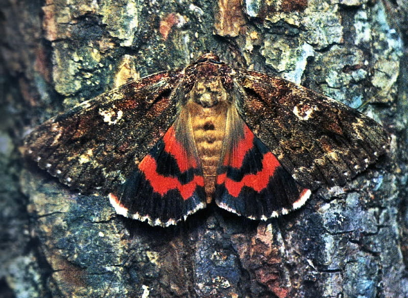 Catocala ilia, Insecta, Butterflies, Zoology, Entomology, HD wallpaper