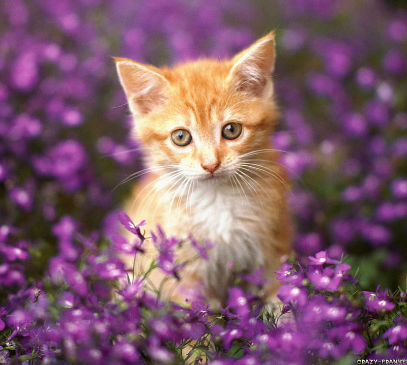 Wildflower Tabby, cat, cats, flowers, kitten, kittens, nature, HD wallpaper