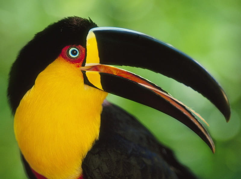 Brightly-colored Toucan, colors, birds, toucans, animals, HD wallpaper