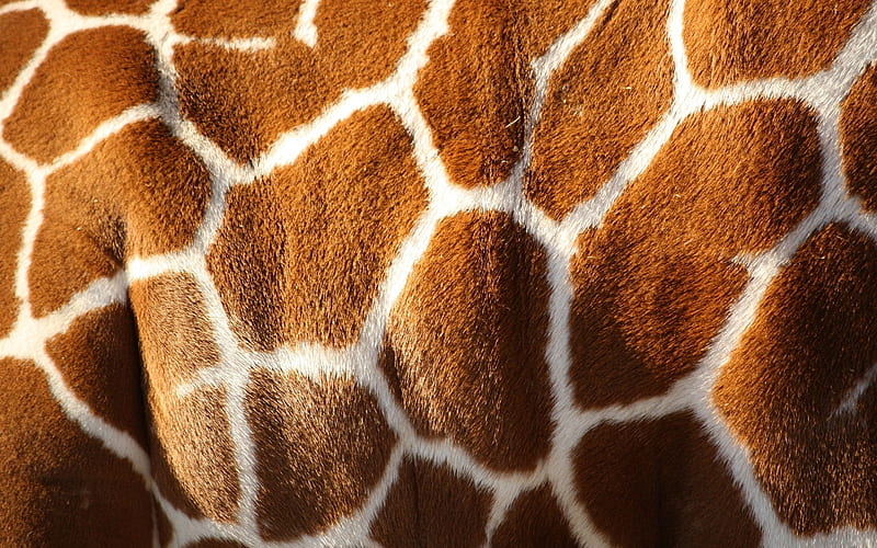 skin, giraffe, texture, HD wallpaper