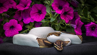 animal python, Fond d'écran HD