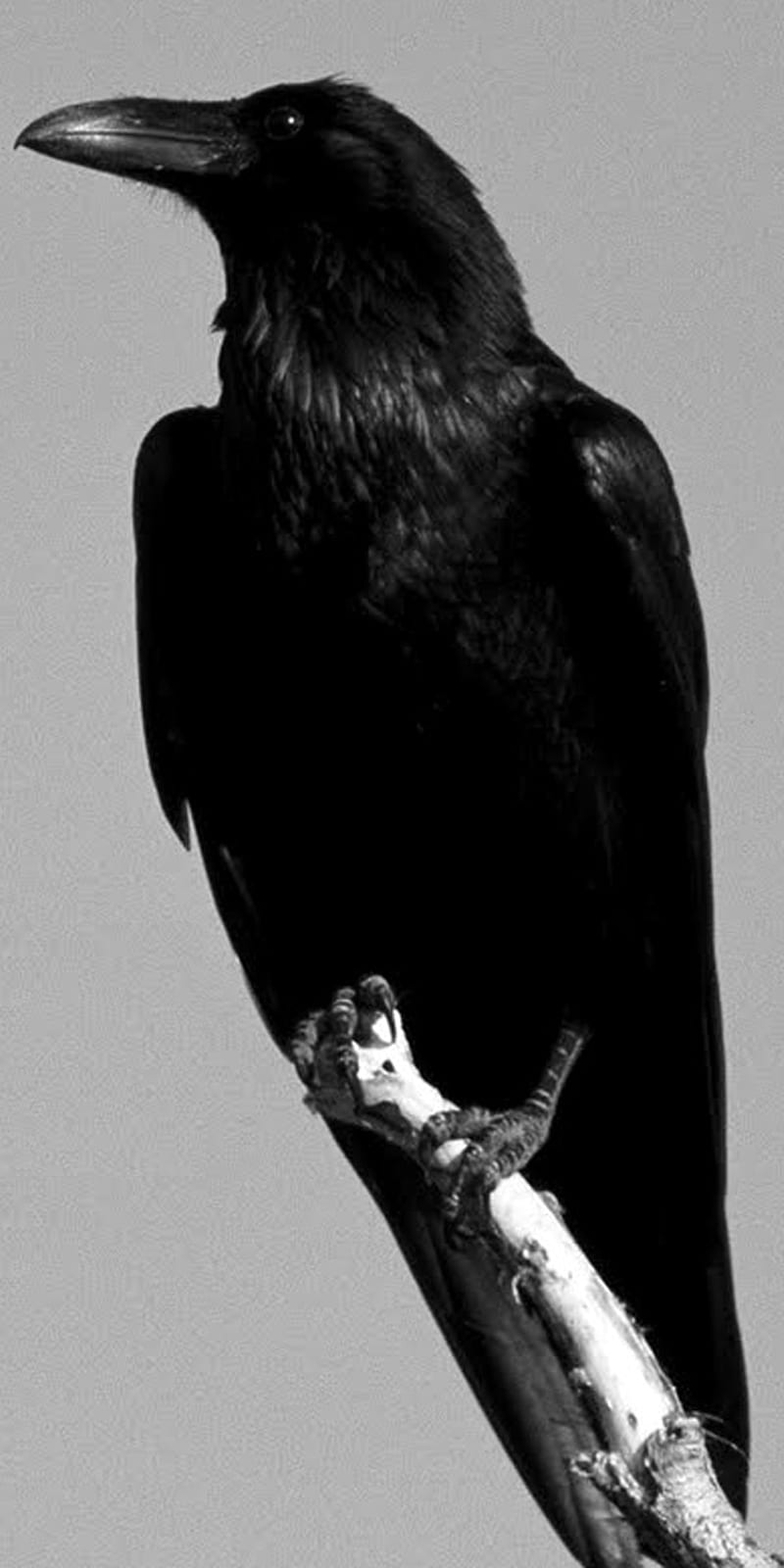 Crow, raven, gothic, birds, HD phone wallpaper