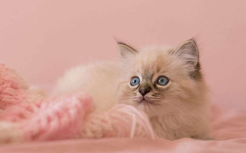 cats, ragdoll, close-up, kitten, blue eyes, cute animals, HD wallpaper