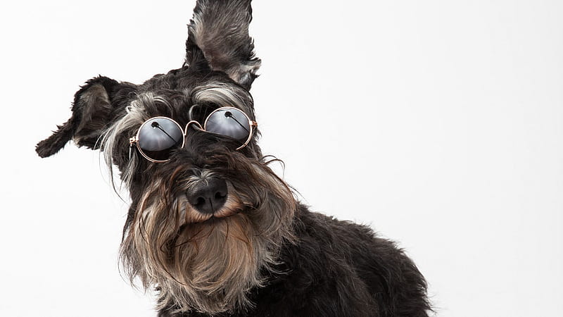 Schnauzer, perro, mascota, anteojos de ancha 16: 9 de, 2560x1440 perro,  Fondo de pantalla HD | Peakpx