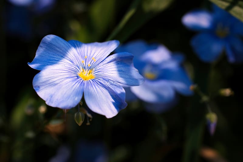 flax, flower, petals, blue, macro, HD wallpaper