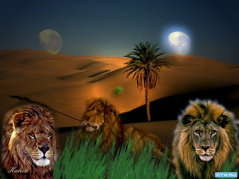 Lion desert, art, desert, palm, lion, dune, animal, moon, drawing, beast, wildlife, HD wallpaper