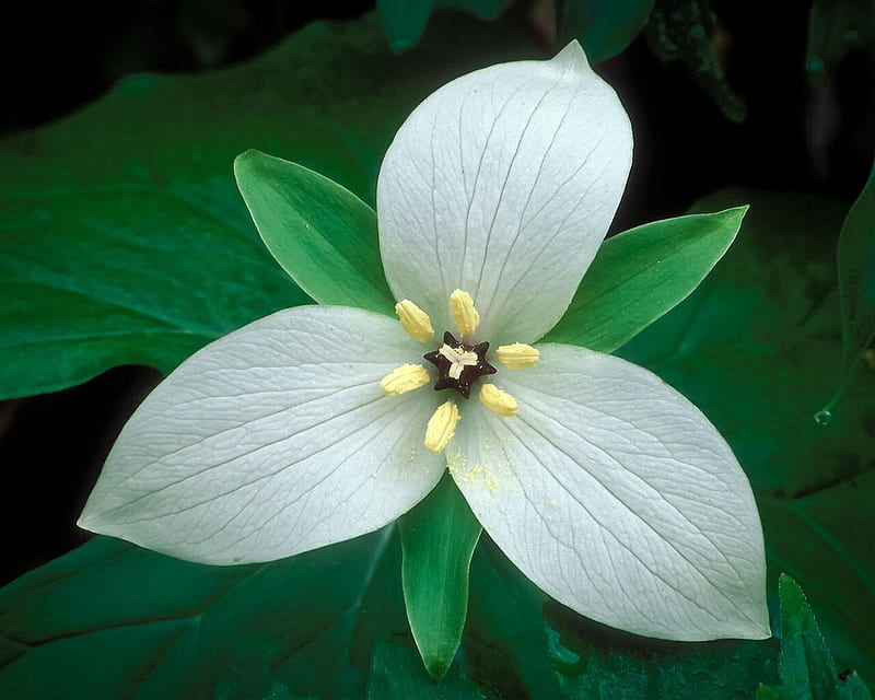 Sweet White Trillium, flower, petals, white, leaf, HD wallpaper