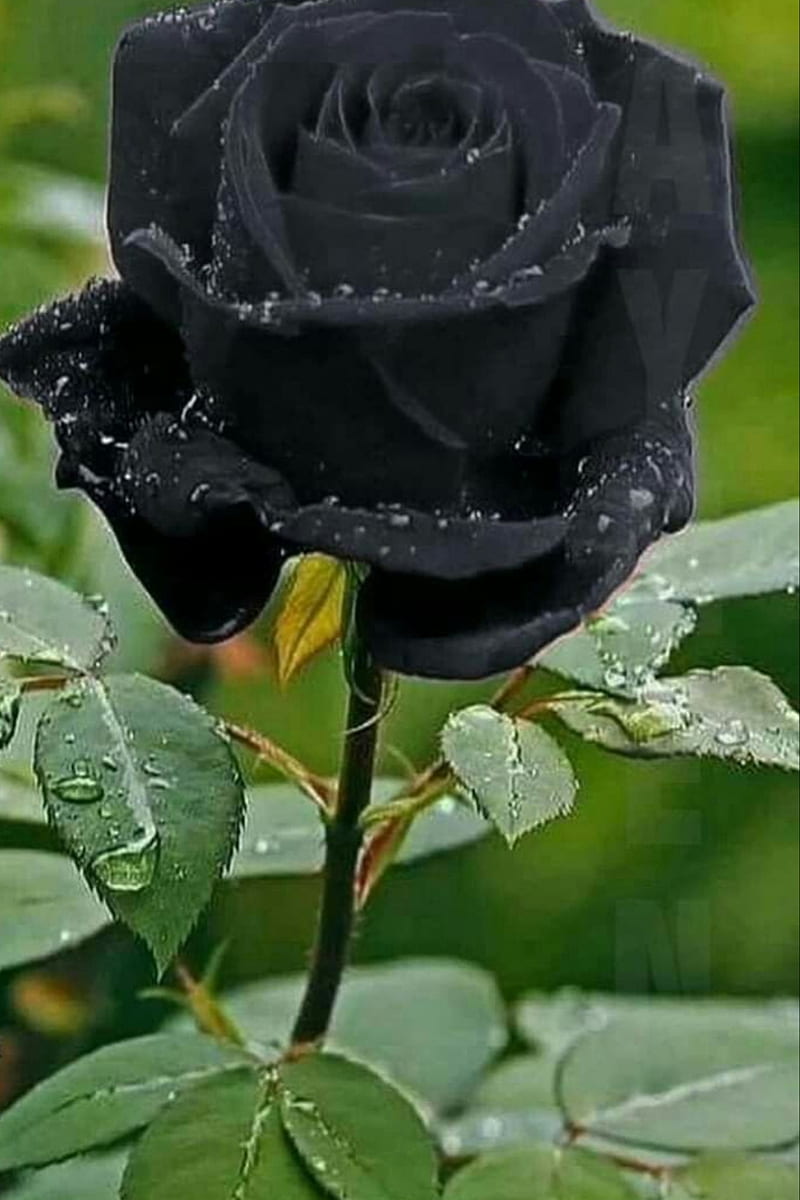 Black rose, HD phone wallpaper | Peakpx