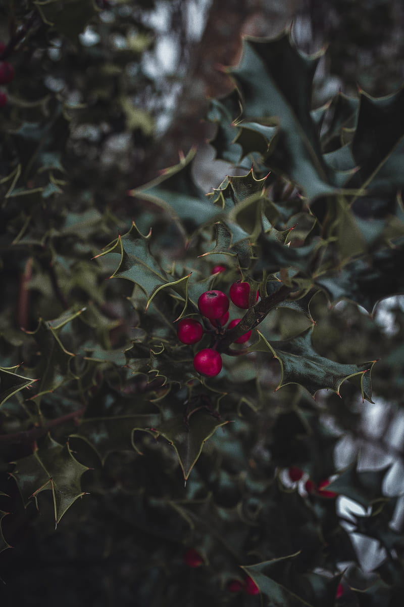 Christmas Mistletoe, berries, holidays, leaf, computer Wallpaper png |  PNGWing