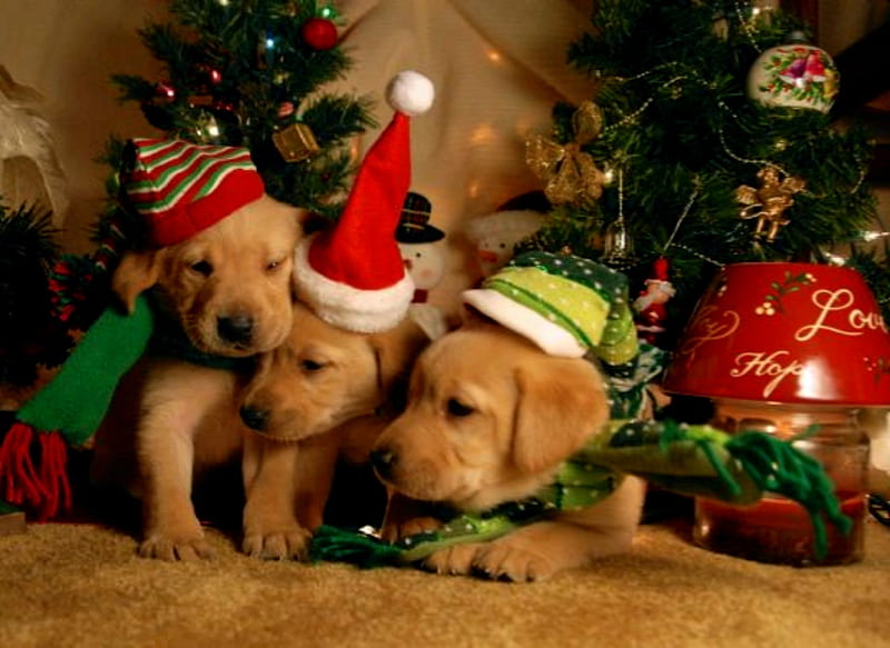 Christmas Puppies , Puppies, Animals, Cute, Texas, Christmas, Hats, HD wallpaper