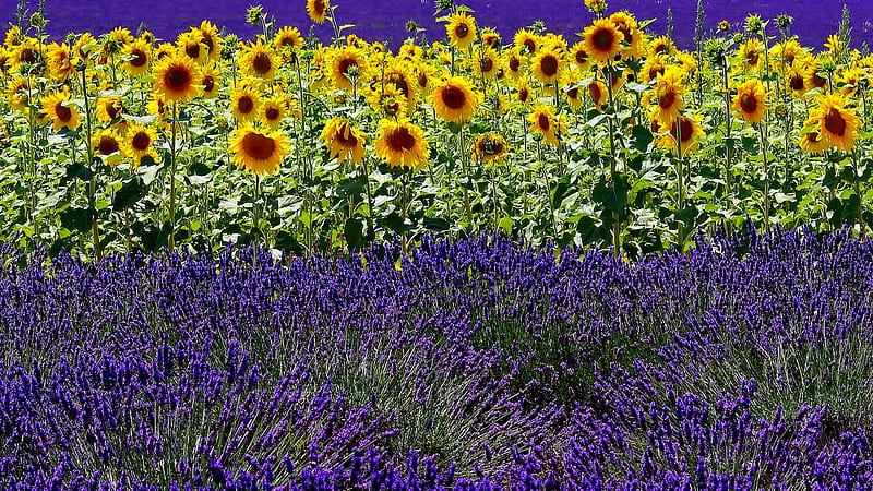Sunflowers Field With Lavender Flowers, HD wallpaper