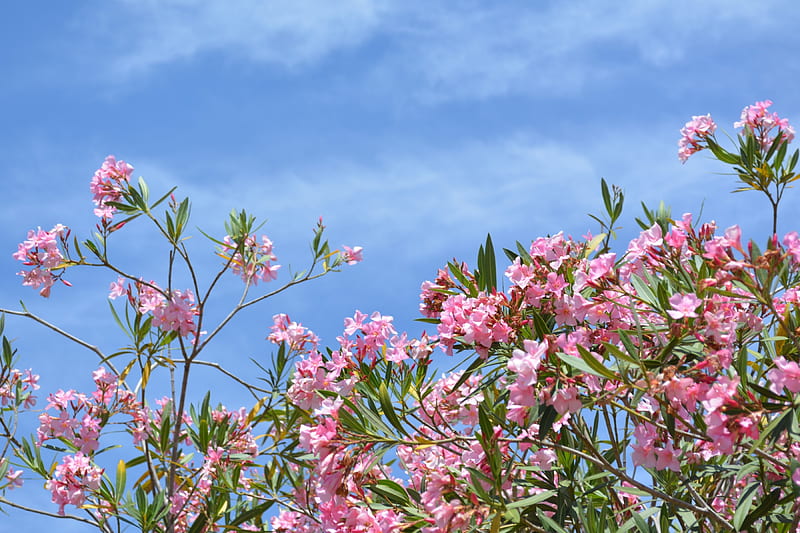 Oleander Tree Brisbane Australia, gardening, medium, bonito, poisonous, pink, safety, Oleander tree, shellandshilo, sap, copyright , tree, flower, garden, toxit, nature, blue sky, HD wallpaper