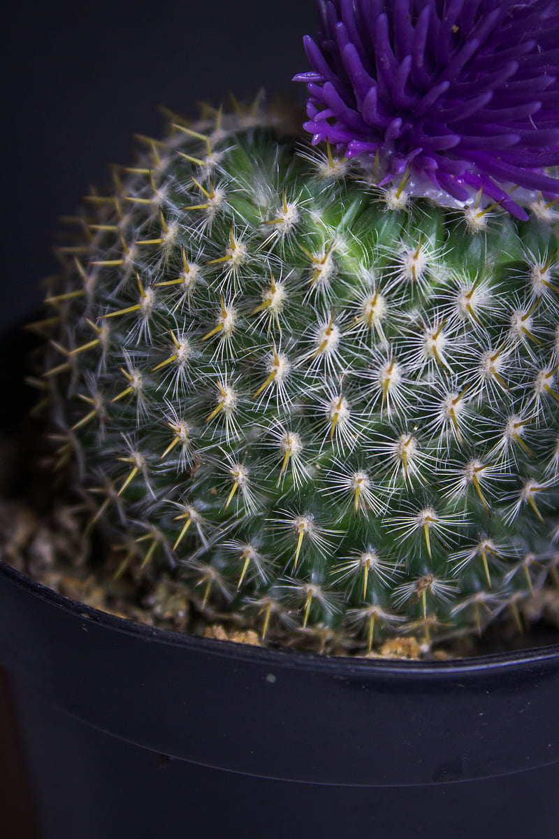 cactus, flower, needles, plant, pot, HD phone wallpaper