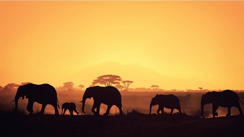 Beautiful African Elephant Group, HD wallpaper