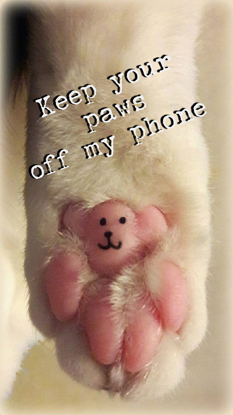 Paws off, cat, paw, privacy, lockscreen, love, bear, bears, cute, HD phone wallpaper