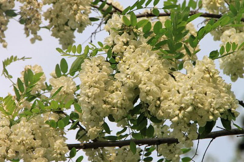 WHITE ACACIA FLOWERS, flowers, tree, white, acacia, HD wallpaper
