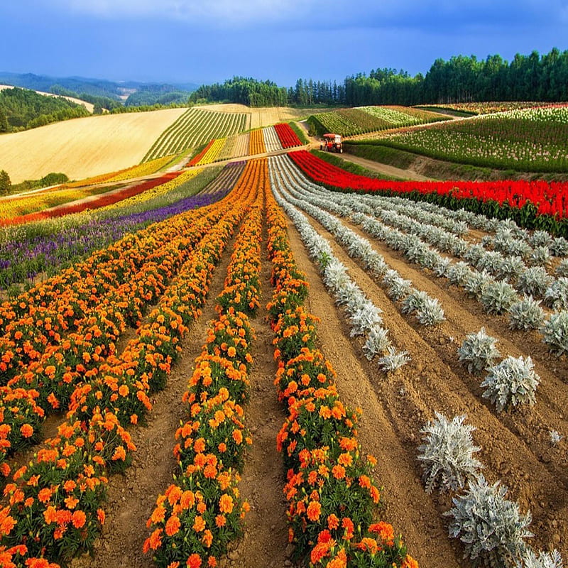 Spring field, bonito, cute, look, nice, HD phone wallpaper