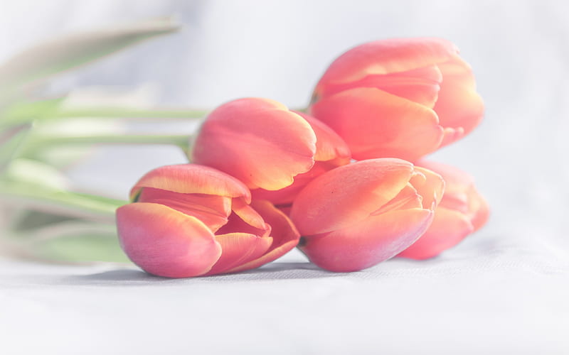 spring, spring flowers, tulips, pink tulips, bouquet, HD wallpaper
