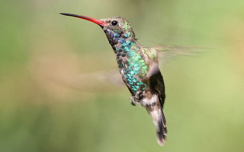 beautiful hummingbird-Animal graphy, HD wallpaper