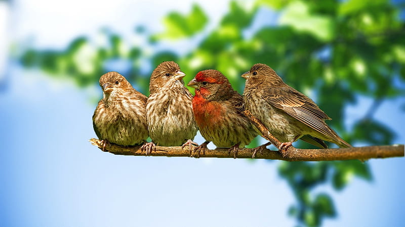 Four Sparrow Seating in Row, birds, nature, sparrow, trees, HD wallpaper