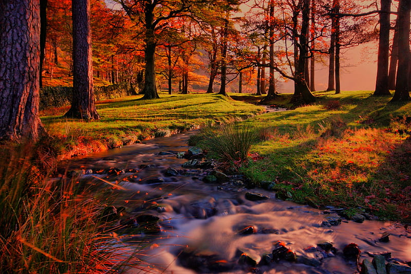 Down the bubbling brook, Fall, forest, shadows, nature, creek, brook, light, HD wallpaper