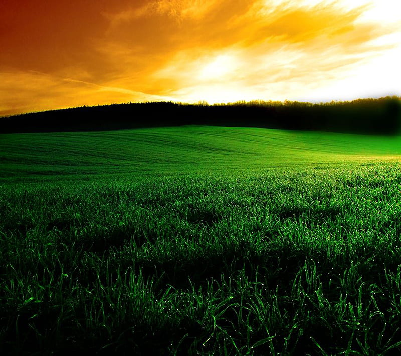 Beautiful Nature, bonito, cool, field, grass, greenery, nature, nice, sky, sunset, HD wallpaper