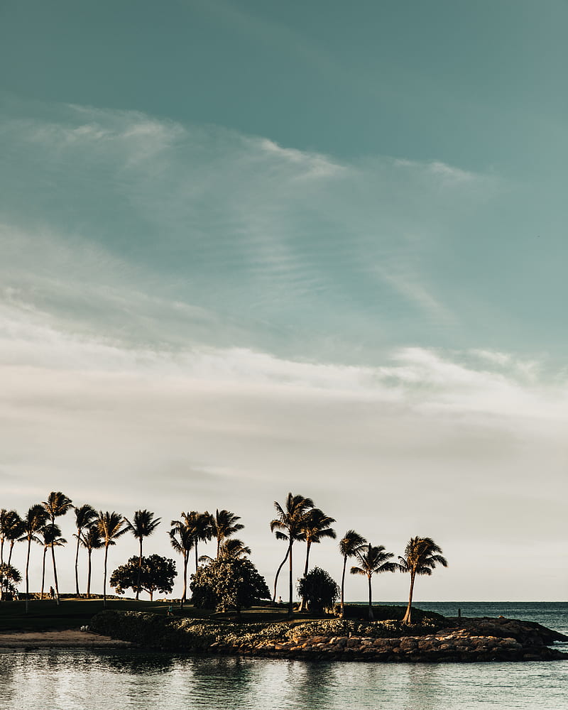 coast, sea, palm trees, trees, landscape, HD phone wallpaper