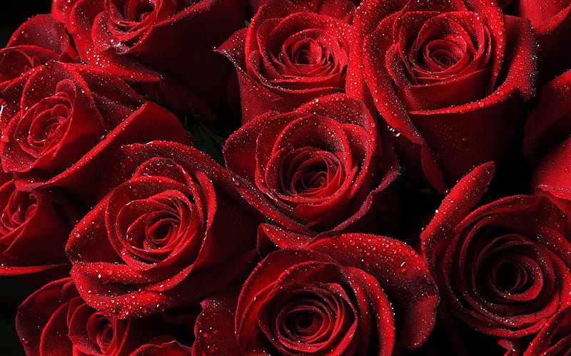 red roses, dew, buds, water drops, HD wallpaper
