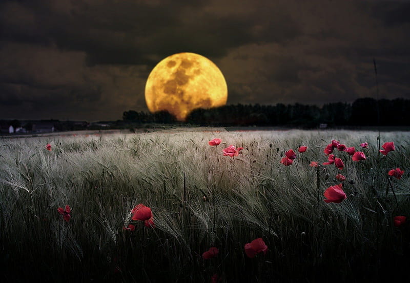 Romantic Moon grass, poppies, clouds, horizonte, countryside, nice, lightness, gold, scenario, bright, flowers, beauty, forests, moonlit, pink flowers, brightness, golden, y, sky, country, paisagens, trees, panorama, cool, awesome, moonlight, fullscreen, scenic, gray, ambar, beautiful grasslands, moon, amber, fields, pink, light, amazing, view, ight, dark, plants, red flowers, scene, HD wallpaper