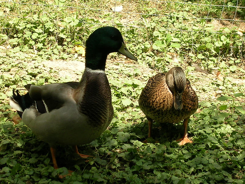 the ducks I used to have, Bob and Macaroni, ducks, birds, waterfowl, duck, HD wallpaper