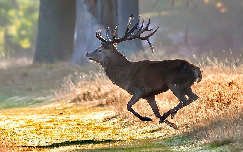 Red Deer, animal, running, forest, deer, HD wallpaper