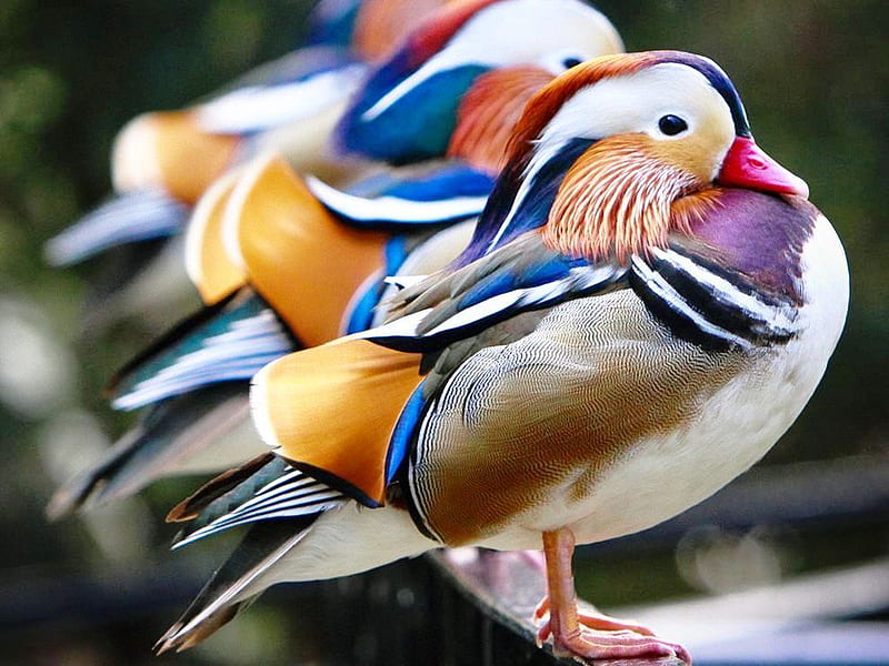 Mandarin ducks, mandarin, zoo, colorful, birds, duks, HD wallpaper