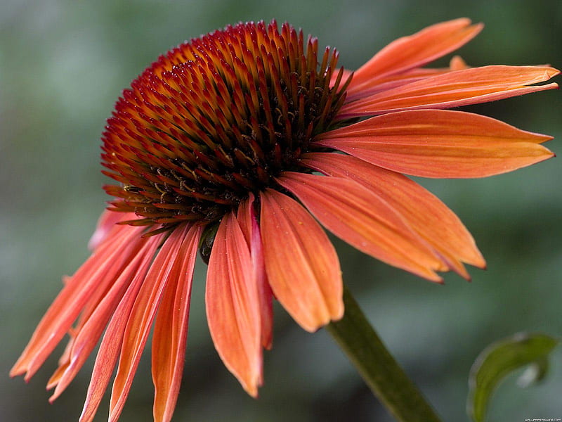 Echinacea Sundown, flower, sundown, cute, echinacea, HD wallpaper