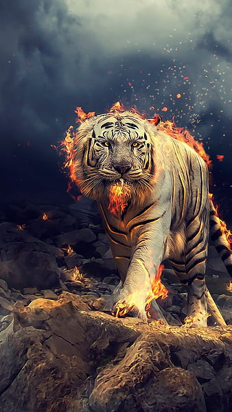 Tiger, animais, jxk33r, orange, universal, HD wallpaper