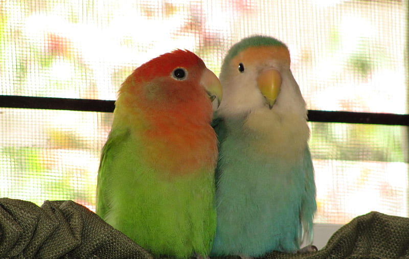 Lovebirds in love, birds, cute, lovebirds, parrots, HD wallpaper