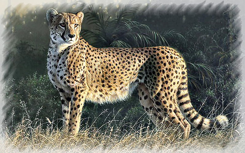 Duma the Cheetah 1, art, cheetah, smith, cat, artwork, animal, daniel smith, feline, painting, wide screen, wildlife, HD wallpaper