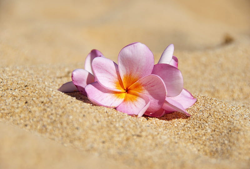 Delicate Plumeria Frangipani on Beach Sand Hawaii, polynesia, islands, lei, hawaii, ocean, plumeria, delicate, sea, beach, sand, frangipani, flower, flowers, island, pink, hawaiian, HD wallpaper
