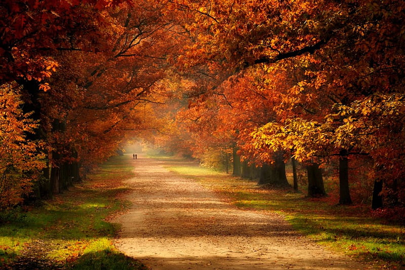 Autumn, forest, fall, woods, splendor, autumn colors, autumn splendor ...