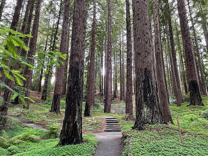 Bay Area Outdoors: 4 gorgeous redwoods hikes to soothe the soul, Santa Cruz Redwoods, HD wallpaper