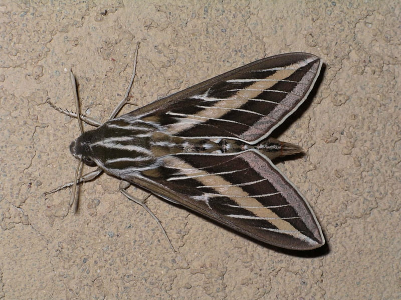 Sphinx moth, on, sits, a, wall, HD wallpaper