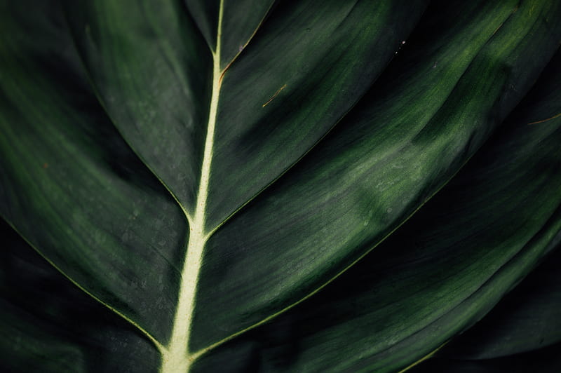 leaf, veins, macro, surface, plant, green, HD wallpaper