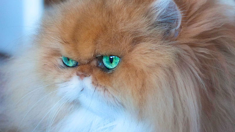 Persian Beauty, persian, cat eyes, cat, animals, HD wallpaper | Peakpx