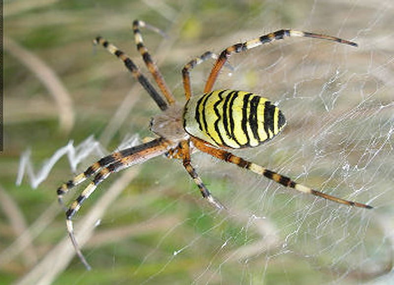 WASP SPIDER, wasp, stripes, spider, legs, HD wallpaper