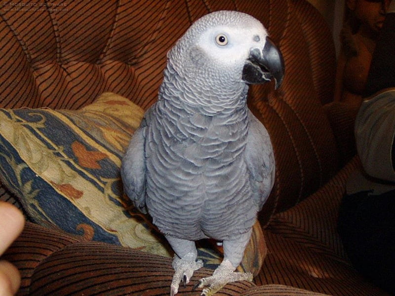 African grey parrot, red, tail, talks, feathers, HD wallpaper