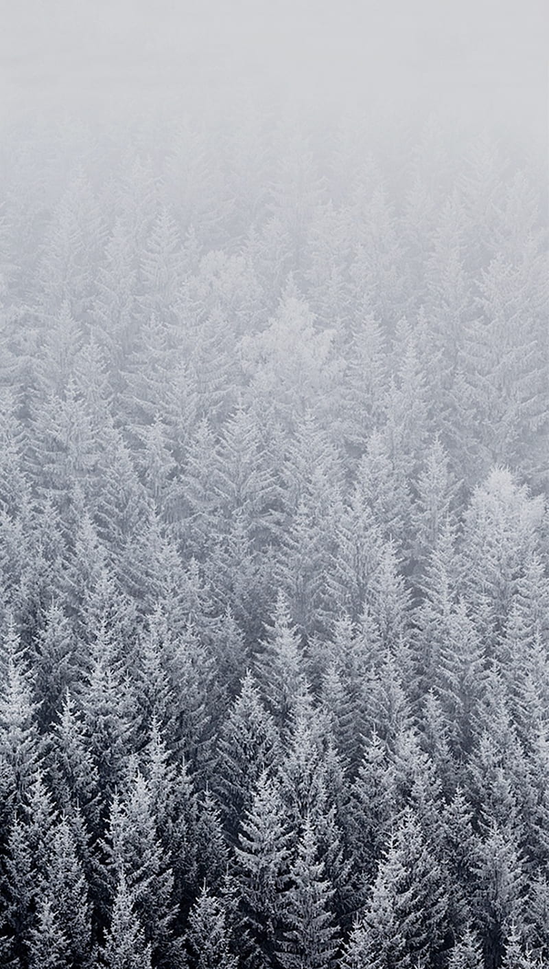 500 Winter Forest Pictures  Download Free Images on Unsplash