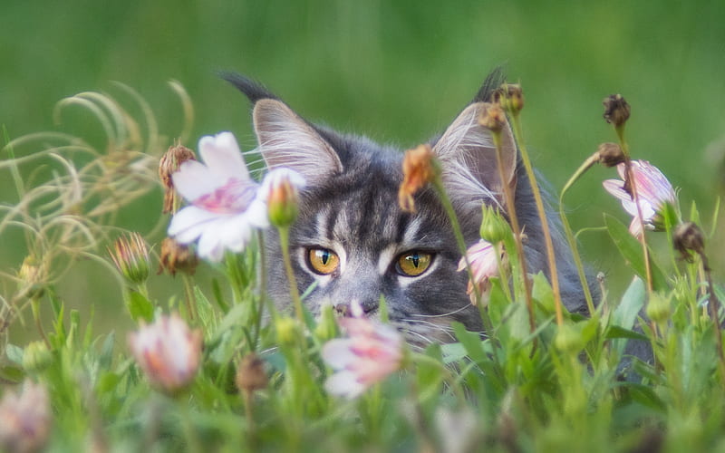 gray cat in the grass, furry cat, pets, cats, green grass, HD wallpaper